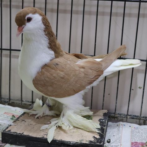 Peagons Bird, Red Lahore Pigeon, Classic Old Frill Pigeon, Pretty Pigeon, Pigeon Photography, Lahore Pigeon, Pet Pigeon, Cute Pigeon, Pigeon Breeds