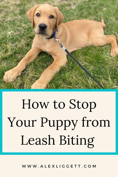 howto stop your puppy from leash biting How To Stop Puppy Biting, How To Stop Puppies From Biting, Puppy Biting Training Tips, Stop Dog From Biting, Stop Puppy Biting, Leash Training Puppy, Dog Biting Training, Puppy Training Biting, Puppy Training Schedule