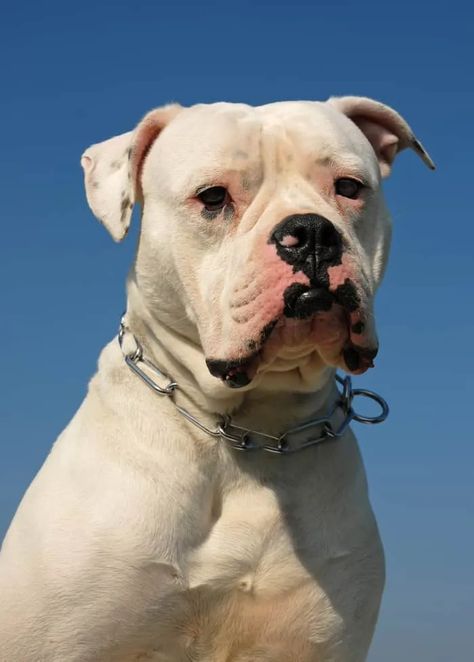 White American Bulldogs, White Dog Breeds, Merle French Bulldog, Maremma Sheepdog, Bulldog Names, American Bulldogs, American Bull, Clumber Spaniel, Pound Puppies