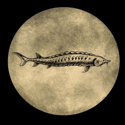 #SturgeonSuperMoon Did you know? This week's full moon is also called the “sturgeon moon” because it occurs around the time of year when, historically, the large freshwater fish were abundant and easily caught in the rivers and great lakes of North America. The moon's name originates from native North American tribes and is named after primitive fish. Sturgeon are one of the only fish species still alive today that also lived alongside dinosaurs. 🐟 Sturgeon Moon, Moon Names, Fish Species, Super Moon, Still Alive, Freshwater Fish, Moon Art, Great Lakes, Larp