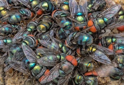 Jack K H Loo on Instagram: “That's a lot of blue bottle fly feeding together.” Lisa Armstrong, Lantern Fly, House Fly, Bug House, Sookie Stackhouse, Flying Lantern, Gothic Music, Sheep Clothing, Cool Bugs