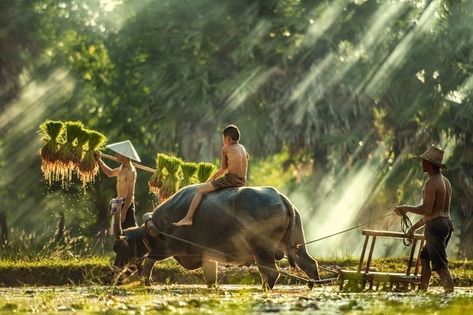 Premium Photo | Asian farmer and child in rice paddy field with buffalo Laos Culture, Vietnam Photos, Paddy Field, Myanmar Art, Rice Paddy, Female Farmer, Aerial Dance, Art Village, Wonderful Life