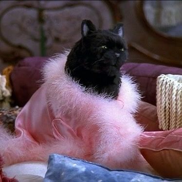 Some of Salem’s outfits in Sabrina the Teenage Witch. • Sabrina the Teenage Witch 1996-2003 ‧ Sitcom ‧ 7 seasons • #sabrinatheteenagewitch #sabrina #show #shows #salem #cat #cats #1990s #90s #2000s #00s #outfit #outfits Yes Queen, Sabrina The Teenage Witch, Alternative Lifestyle, You Love Me, Lifestyle Products, Wildfox Couture, Love Me, A Coffee, Tell Me