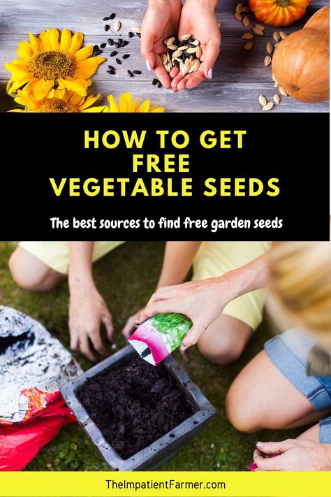 Five easy ways to get free vegetable seeds to plant in your garden. How to find seed libraries, exchanges, swaps, and other cool ways to get free seeds. #freeseeds #garden Apartment Homestead, Seed Library, Free Seeds, Starting A Vegetable Garden, Seed Catalogs, Vegetable Seeds, Growing Fruit, Vegetable Gardening, Seed Packets