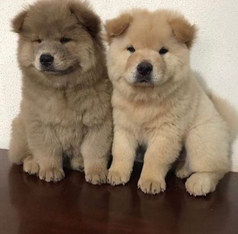 @rebekanneee Brown Chow Chow, Chow Chow Puppy, Fluffy Dogs, Fluffy Animals, Cute Creatures, Sweet Animals, Chow Chow, Australian Shepherd, Goldendoodle