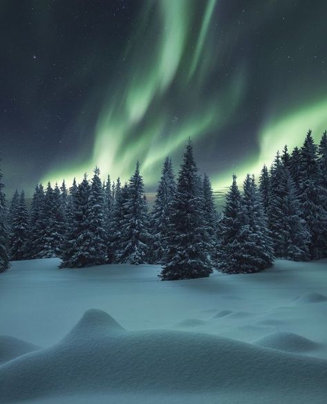 Eco 🌲 (@0x021a) / X Northern Lights Wallpaper, Northern Lights Photography, Lights Wallpaper, Snow Night, Northern Lights Norway, Aurora Borealis Northern Lights, Forest Trees, Winter Wallpaper, Winter Scenery