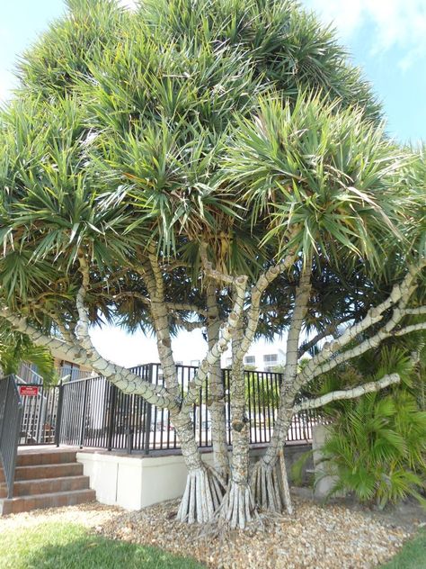 Screw Pine - Fort Myers Beach, Florida Screw Pine Tree, Fort Meyers, Trees Landscaping, Fort Myers Beach Florida, Palm Trees Landscaping, Florida Plants, Front Facade, Garden Beautiful, Florida Style