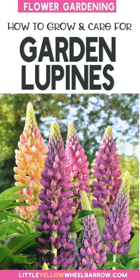 Learn how to grow stunning lupins in your garden with our comprehensive guide! Discover the best soil, lighting and watering techniques to ensure your lupins thrive. From planting to maintenance, we'll cover everything you need to know to create a beautiful lupin display in your outdoor space. Lupines Garden, Lupine Flowers, Garden Flower Beds, Vegetable Garden Planning, Best Perennials, Container Gardening Flowers, Tall Flowers, Soil Improvement, Garden Yard Ideas