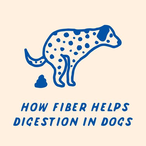 Fiber is the best friend of your dog's digestive system. During digestion, fiber gets fermented into fatty acids by beneficial bacteria, which helps to prevent the overgrowth of harmful bacteria. Insoluble fiber in particular helps food to move through the digestive tract, helping to form solid stools and avoid constipation or diarrhea. What are the best sources of fiber for dogs? ⚪ Pumpkin ⚪ Brown rice ⚪ Beet pulp ⚪ Green beans ⚪ Sweet potatoes ⚪ Flaxseed ⚪ Apples Fiber For Dogs, Fiber Sources, Increase Fiber, Insoluble Fiber, Help With Digestion, Raw Sweet Potato, Regular Bowel Movements, Digestive Tract, Fiber Diet