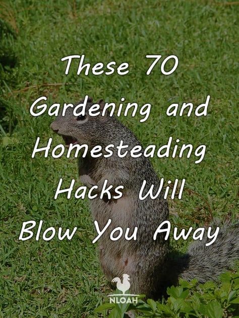 Homesteading Hacks, Garden Hacks Diy, Survival Project, Homestead Farm, Greenhouse Plans, Homestead Survival, Home Vegetable Garden, Community Gardening, Off Grid Living