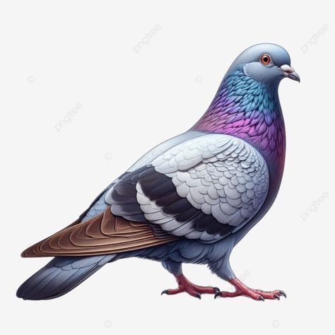 dove or pigeons bird pic dove logo pigeon dove png Pigeon Images, Pigeon Png, Pigeon Painting, Dove Png, Bird Pic, Dove Clipart, Pigeon Drawing, Pigeon Illustration, Feral Pigeon