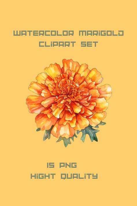 Marigold Illustration Indian, Marigold Clipart, Marigold Illustration, Watercolor Marigold, Botanical Sketchbook, Tattoo Outline Drawing, Flower Illustrations, Marigold Flower, Outline Drawing