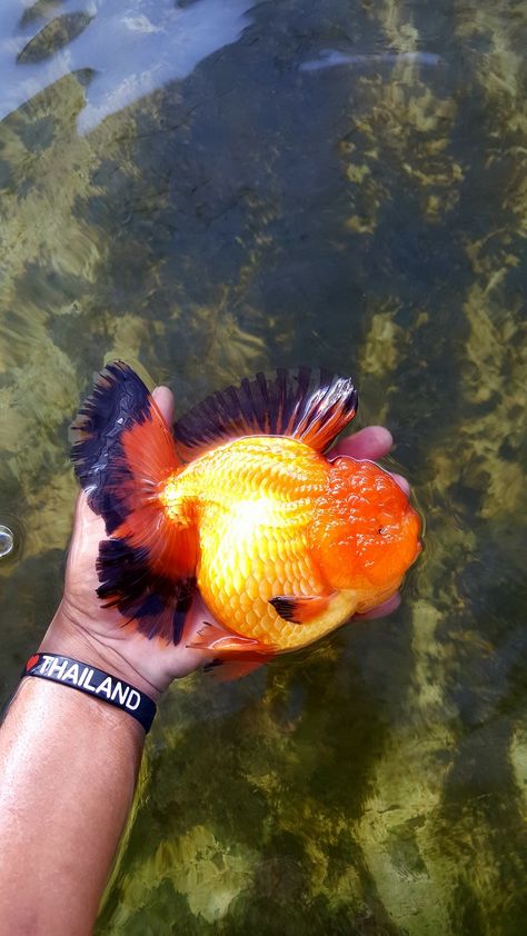 Beautiful Oranda Goldfish. Oranda Goldfish, Fancy Fish, Fancy Goldfish, Oscar Fish, Mystic Garden, Golden Fish, Beta Fish, Cool Fish, Pet Fish