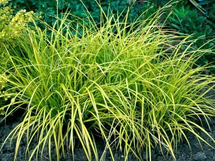 These ornamental grasses are ideal grasses for landscaping and mix well with other perennials. Bog Plants, Bamboo Grass, Bog Garden, Hgtv Garden, Shade Flowers, Dry Creek, Rain Garden, Home Landscaping, Colorful Plants