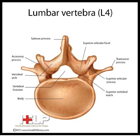 Lumbar Vertebra (L4) Lumbar Vertebrae, Skeleton Anatomy, Cervical Vertebrae, Anatomy Study, School Help, Anatomy And Physiology, Skeletal, Human Anatomy, X Ray