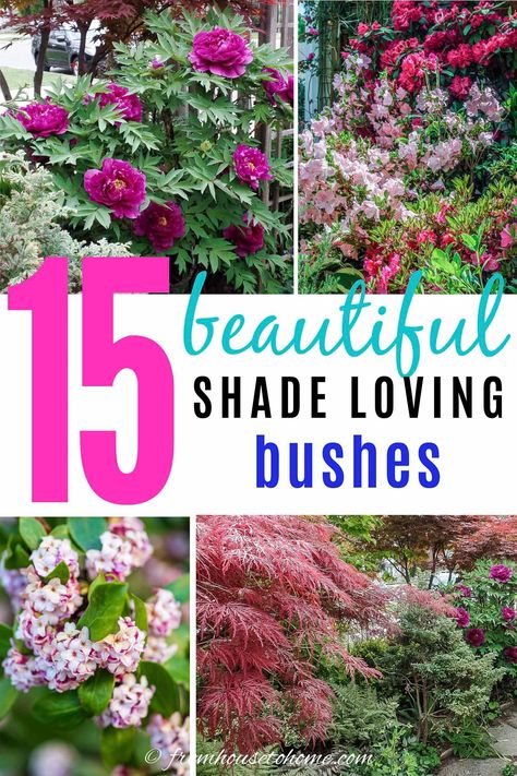 These shade bushes are perennial plants that will look beautiful in in backyards or front yards. Many of these shade plants are evergreen, low maintenance and flowering shrubs that grow well under trees and are perfect for your shade garden landscapes. Click through to find out more. #fromhousetohome #shrubs #gardenideas #shadegarden   #shadelovingshrubs #shadeplants Shade Bushes, Best Shrubs For Shade, Evergreens For Shade, Shade Loving Shrubs, Tree Peonies, Plants Under Trees, Evergreen Bush, Shade Garden Design, Shade Shrubs