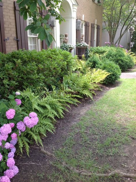 Hydrangea And Ferns, Ferns And Hydrangeas, Peonies Landscaping, Ferns Garden, Front Garden, Landscaping Ideas, Fern, Hydrangea, Outdoor Spaces