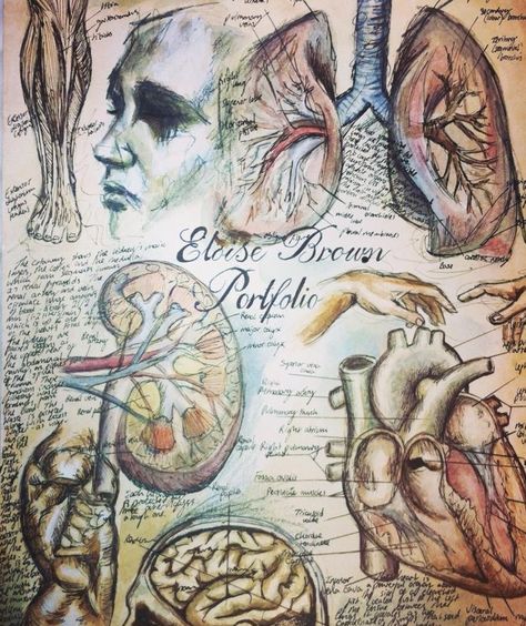 Medical art, anatomy illustration, hand produced, mixed media, pen, watercolour. Leonardo da Vinci and Michelangelo inspired. By Eloise Brown. A Level Art Sketchbook Anatomy, Anatomy And Nature Art, Internal Anatomy Drawing, Anatomy Sketchbook Page, Leonardo Da Vinci Gcse Art, Anatomy Gcse Art Page, Gcse Art Anatomy, Anatomy Art Study, Anatomy Drawing Medical Art