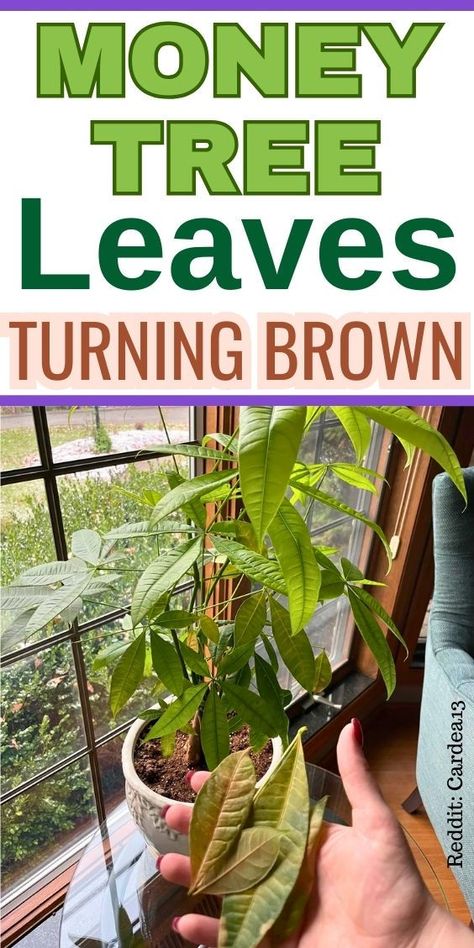 "Discover essential tips for Money Tree Plant Care as we explore the causes of Money Tree leaves turning brown. Learn how to properly care for your Pachira Aquatica, including common issues like browning and yellowing leaves. Whether you're a novice or seasoned plant lover, our guide on caring for Money Trees will help you maintain healthy, vibrant foliage. Say goodbye to browning leaves and ensure your Money Tree thrives with expert advice on plant health and maintenance. Money Tree Plant Care, Money Plant Care, Pachira Money Tree, Money Tree Plant, Pachira Aquatica, Lucky Plant, Money Plant, Money Tree, Money Trees