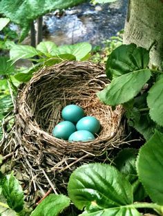 American Robin eggs. An American Robin can produce three successful broods in one year. On average, though, only 40 percent of nests successfully produce young. Only 25 percent of those fledged young survive to November.  (Photo: Laura Epps)