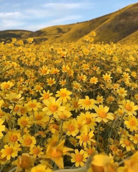 Daisy Field, Christy Dawn, Flowers Gif, Field Of Dreams, Flower Therapy, Spring Aesthetic, Flower Planters, Color Stories, Flower Field