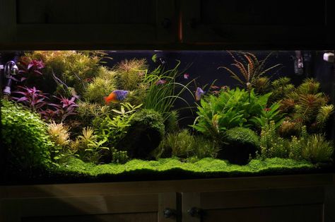 Have You ever seen a nice looking 55 gallon? - Page 4 - The Planted Tank Forum 55 Gallon Fish Tank Ideas, 200 Gallon Fish Tank, 55 Gallon Fish Tank, 75 Gallon Aquarium, 55 Gallon Aquarium, 55 Gallon Tank, Axolotl Tank, Fish Tank Ideas, Biotope Aquarium