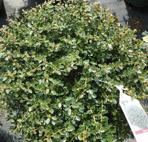 Holly Bushes In Landscaping, Basic Landscaping, Garden Shrubs Evergreen, Japanese Holly, Holly Shrub, Holly Plant, Holly Bush, Deer Resistant Plants, Gardening Zones