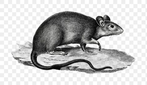 Field Mouse, White Rice, Free Illustrations, Rats, Free Images, Black And White, Drawings, Black, Art