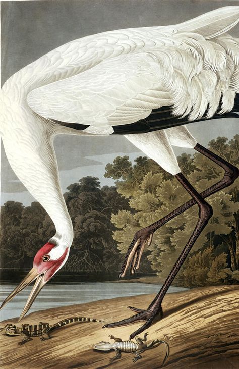 Whooping Crane, Audubon Prints, Audubon Birds, James Audubon, Birds Of America, Large Framed Prints, John James Audubon, Johannes Vermeer, Antique Illustration