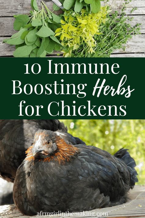 Immune Boosting Herbs for Chickens and Other Poultry Best Herbs For Chickens, Vitamins For Chickens, Paradise Paddock, Plants For Chickens, Chicken Bits, Dust Bath For Chickens, Chicken Coupe, Chicken Coups, Herbs For Chickens