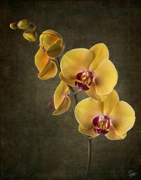 Water Culture Orchids, Orchid Wallpaper, Orchid Drawing, Orchids Painting, Orchid Photography, Yellow Orchid, Growing Orchids, Exotic Orchids, Orchids Garden