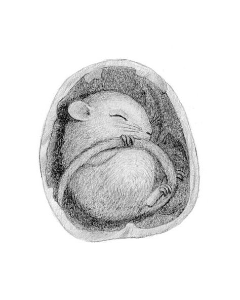 Study of Sleeping Mouse, Pencil on Paper by Gina Matarazzo Sleeping Mouse Tattoo, Sleeping Mouse Drawing, Sleeping Mouse Illustration, Gina Matarazzo, Sleeping Mouse, Animals Sleeping, Maus Illustration, Sleeping Drawing, Mouse Paint