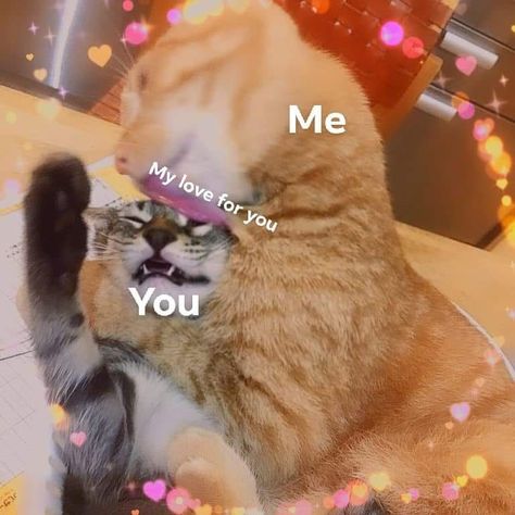 Memes For Boyfriend, Cute Cat Memes, Funny Photoshop, Cute Love Memes, Cute Posts, You Are Cute, Cute Texts For Him, Cute Messages, Cartoon Memes