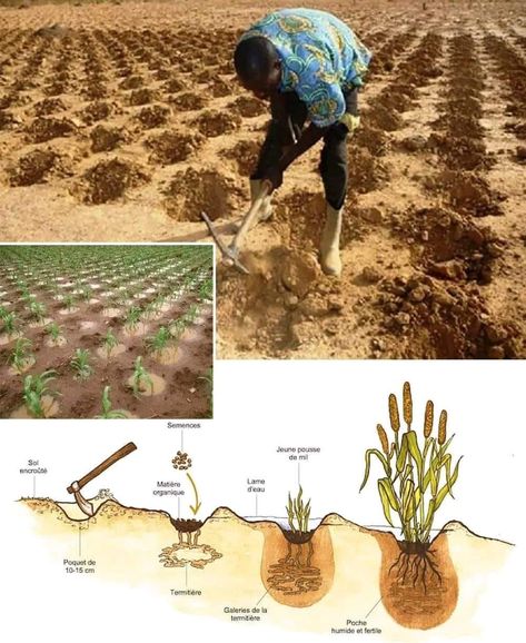 Improving Soil Fertility with Zaï Farming Zaï farming, a traditional technique used in the Sahel region of Africa, improves soil fertility through several key mechanisms:  Concentrating Organic Matter Attracting Termites Improving Water Infiltration Forming Fertile Pockets  Overall, zaï farming is an ingenious, low-cost way to rehabilitate degraded drylands and improve soil fertility using local resources. Big Tractors, Soil Improvement, Organic Matter, Permaculture, Traditional Techniques, The Desert, Fertility, Soil, To Start