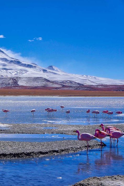 Flamingoes in Laguna Hedionda near the Uyuni Salt Flats in Bolivia Bolivia Salt Flats, Uyuni Salt Flats, Bolivia Travel, Salt Flats, Fairy Queen, Ushuaia, Travel South, South America Travel, My Trip