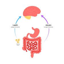 Premium Vector | Appetite and hunger hormones insulin ghrelin incretin and leptin in the human body Ghrelin Hormone, Hunger Hormones, The Human Body, Premium Vector, Graphic Resources, Human Body, Human