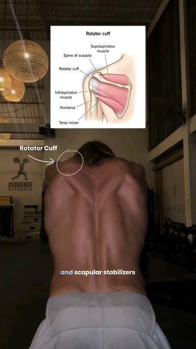 Rotator Cuff Exercises, Physical Education Lessons, Lumbar Pain, Gym Workout Guide, Bodybuilding Workouts Routines, Trening Sztuk Walki, Best Gym Workout, Incline Bench, Bodybuilding Workout Plan