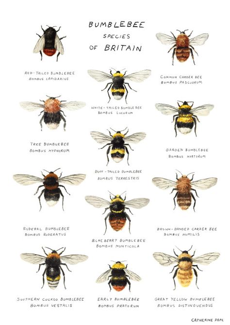 Bee Identification, Bug Identification, Bee Poster, Bumble Bee Art, Types Of Bees, Aesthetic Health, Tattoo Health, Bumble Bee Print, Bee Bee