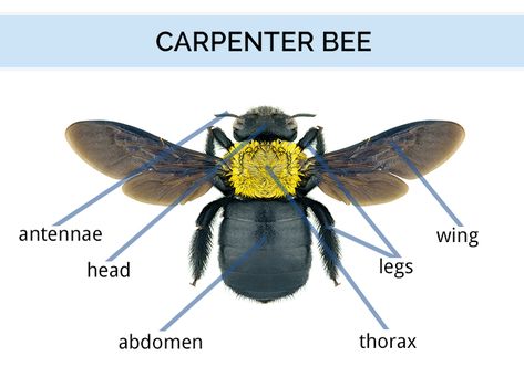 What Do Carpenter Bees Look Like - Carpenter Bee Identification, Life Cycle & An Bee Identification, Wasp Killer, Bee Drawing, Carpenter Bee, Bee Illustration, Nautical Tattoo, Bee Sting, Animal Study, Bumble Bees