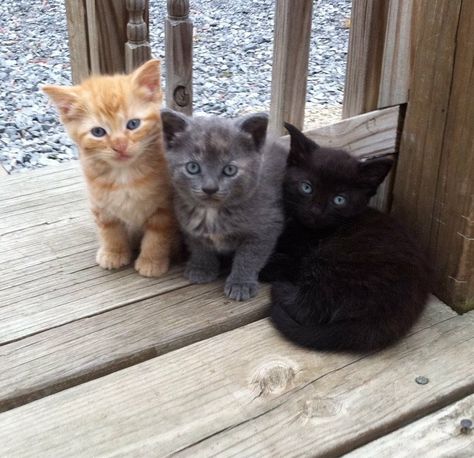 Cute kitten trio! Image Chat, Cute Little Kittens, Kitten Pictures, Cute Cat Gif, Little Kittens, Cute Cats And Kittens, Cats Meow, Warrior Cats, Cute Kittens