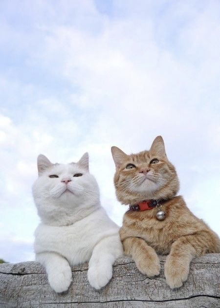 Two Cats, Cat Aesthetic, Cute Cats And Kittens, Cat Wallpaper, Pretty Cats, Recipes Food, Beautiful Cats, 귀여운 동물