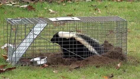 Skunk Trap, Getting Rid Of Skunks, Hamburger Recipes, Diy Chicken Coop, Chicken Coop, Helpful Hints, Yard