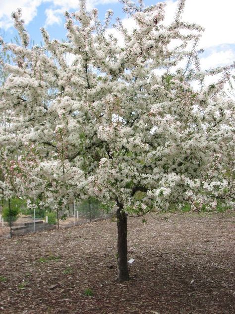 Golden Fruit, Flowering Crabapple, Grass Hay, Flowers And Fruit, Crabapple Tree, Harvest Gold, Attract Pollinators, Spring Plants, Fruit Seeds