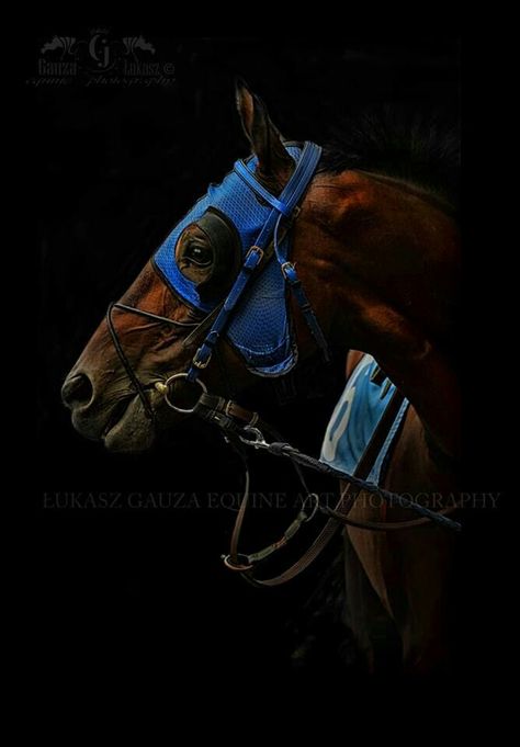 Horse Racing Art, Horse Racing Photography, Equine Artwork, Equestrian Aesthetic, Derby Horse, Thoroughbred Horse Racing, Beautiful Arabian Horses, Equestrian Art, Racing Art