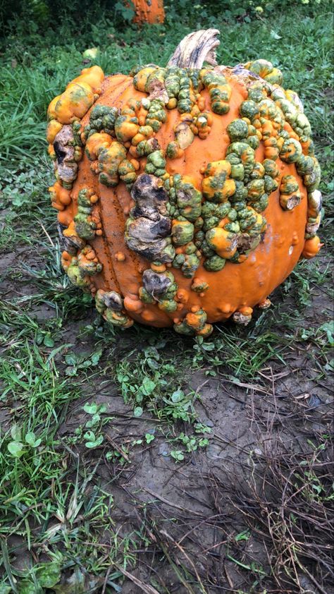 Rotting Pumpkin, Decaying Pumpkin, Pumpkin Patch, Being Ugly