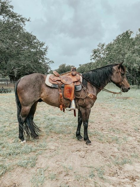 Roping Horse, Western Horse Riding, Ranch Riding, Cute Horse Pictures, Barrel Racing Horses, Team Roping, Rodeo Horses, Western Horse Tack, Barrel Horse