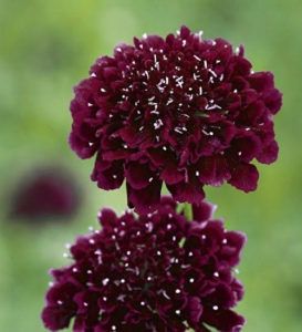 Burgundy Wedding Flowers for Inspiration - Ten Point Floral Design Burgundy Scabiosa, Scabiosa Atropurpurea, Scabiosa Flower, Burgundy Wedding Flowers, Burgundy Dahlia, Sarah Raven, Making Plant Pots, List Of Flowers, Long Flowers