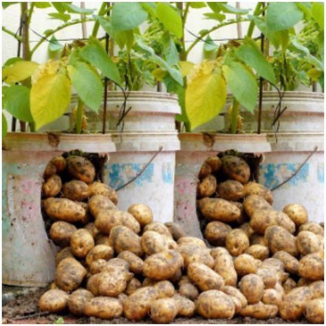 Growing potatoes in easy steps, perfect for beginners 🥔 | potato | Growing potatoes in easy steps, perfect for beginners 🥔 | By MetDaan Tips | Facebook | Today, we're showing you how to grow potatoes in the comfort of your home. Using plastic containers, high quality soil and hay. Poking each of the plastic containers on the bottom part. Then we add the soil, cut potatoes in half and place them in root stimulator. Planting each of them and pouring water of course. After some time, we can see s Potato Garden, Potato Growing, Potato Salad Recipes, Potato Bin, Potato Gardening, Best Potato Recipes, Grow Potatoes, Recipe Potato, Pouring Water