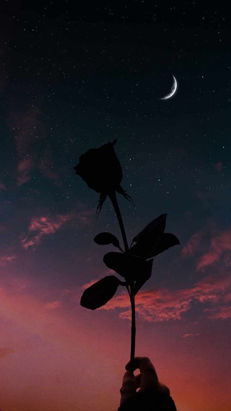 Moon And Rose IPhone Wallpaper - IPhone Wallpapers : iPhone Wallpapers Rose Iphone Wallpaper, Moon And Rose, The Moon, Iphone Wallpaper, Moon, Wallpapers, Iphone, Design