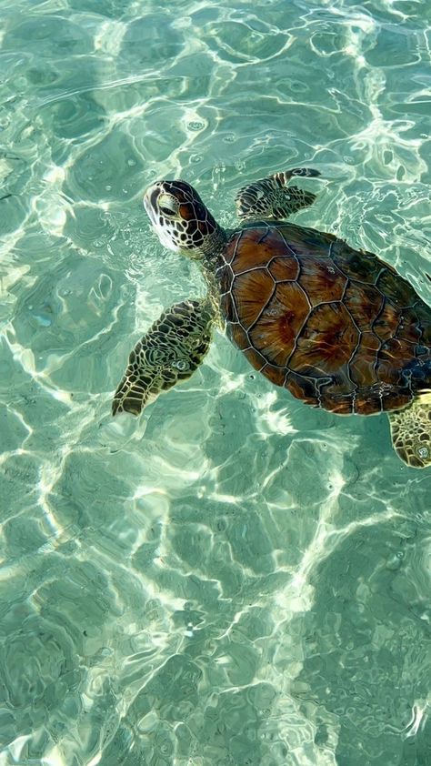 Wallpaper Backgrounds Turtles, Marine Wallpaper Iphone, Tapeta Iphone Aesthetic, Preppy Wallpaper Ipad Summer, Summer Wallpapers Ipad, Turtle Aesthetic Wallpaper, Water Ipad Wallpaper, Sea Turtle Wallpaper Aesthetic, Turtle Wallpaper Aesthetic